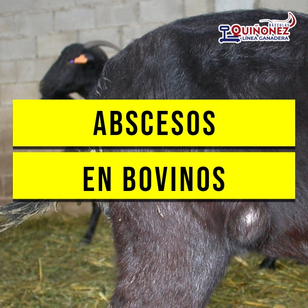 Abscesos en bovinos