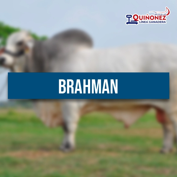 Brahman