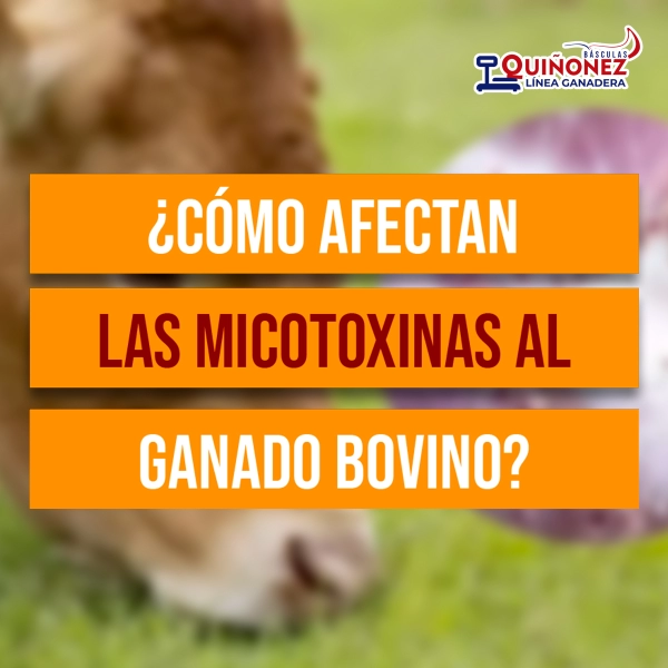 ¿Cómo afectan las micotoxinas al ganado bovino?