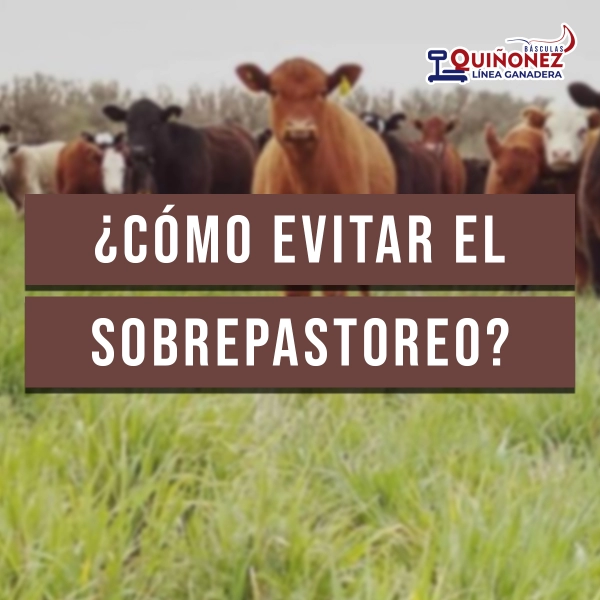 ¿Cómo evitar el sobre pastoreo?