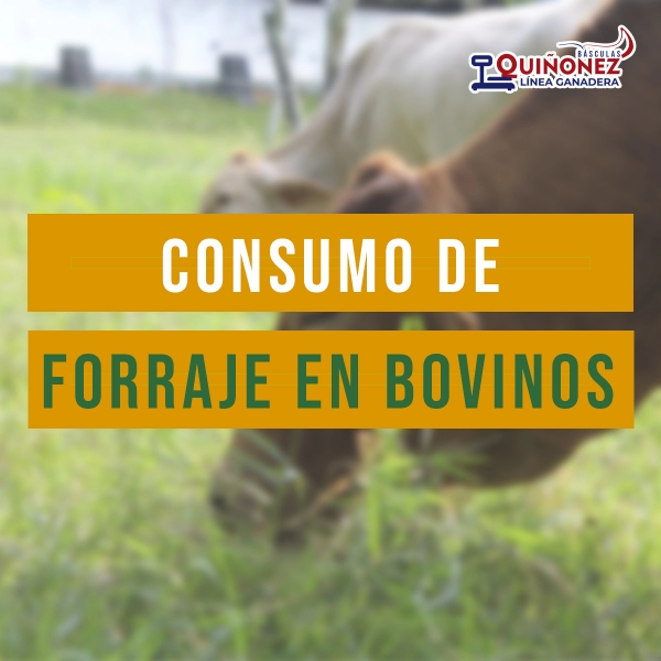 Consumo de forraje en bovinos