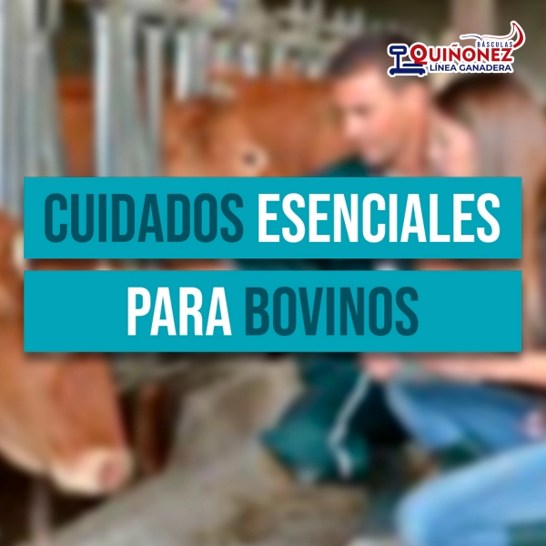 Cuidados esenciales para bovinos