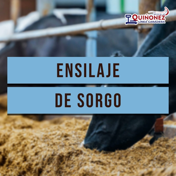 Ensilaje de sorgo