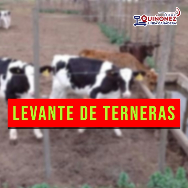 Levante de terneras