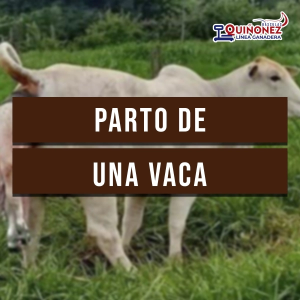 Parto de una vaca