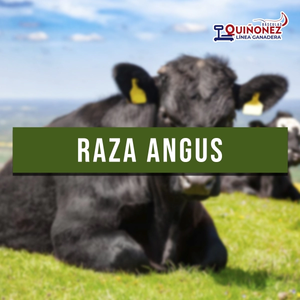 Raza Angus